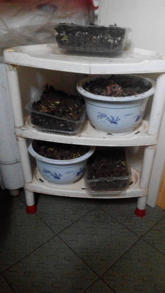 莫镇海张亚云家庭种植蘑菇142